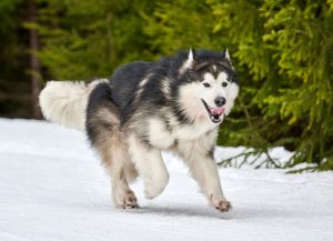 alaskan malamute dogs with curly tails