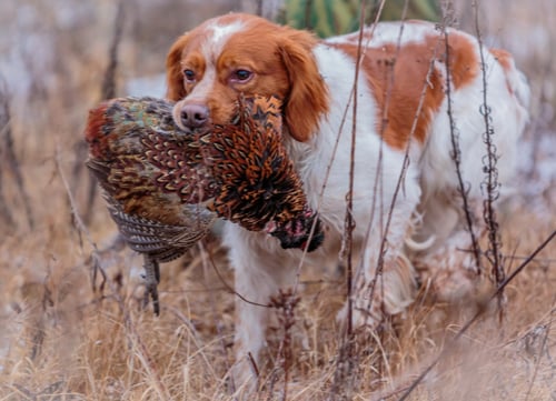 best hunting dogs brittany