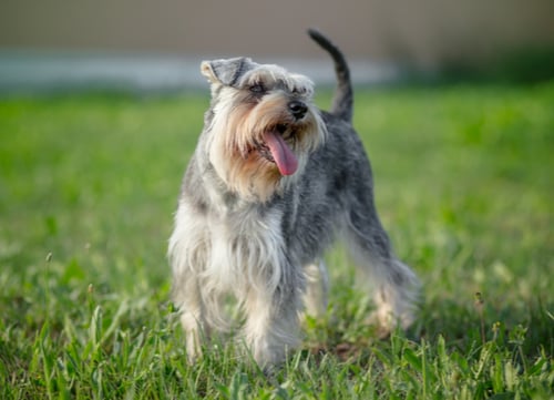 miniature schnauzer healthiest small and medium dog breeds