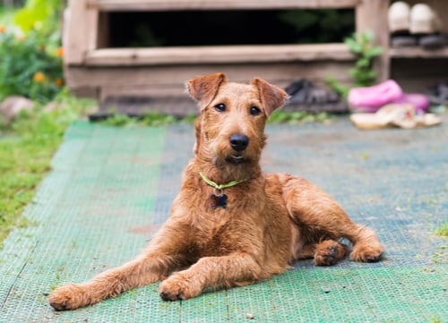 Popular Irish breeds Irish Terrier