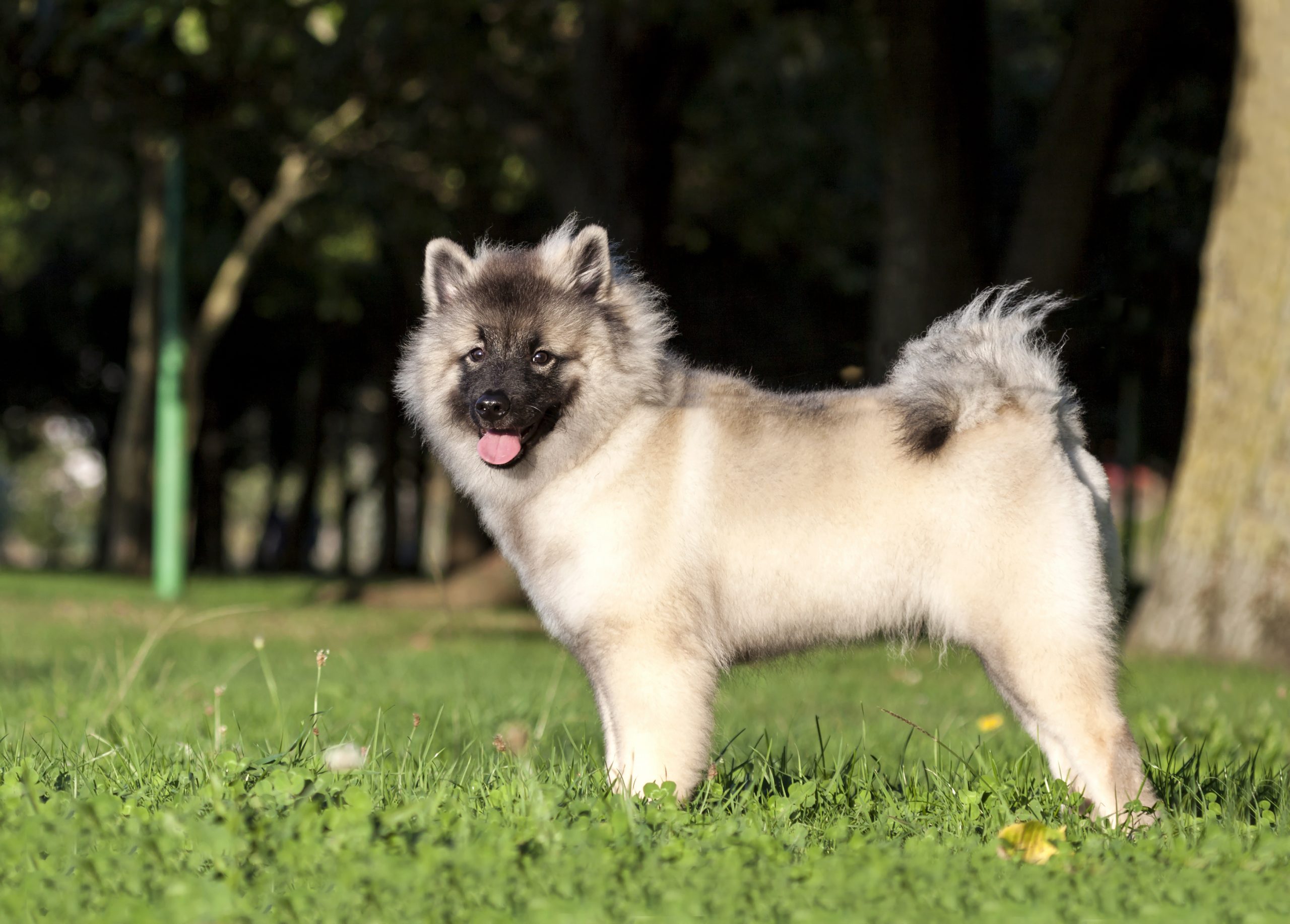 keeshond dogs with curly tails