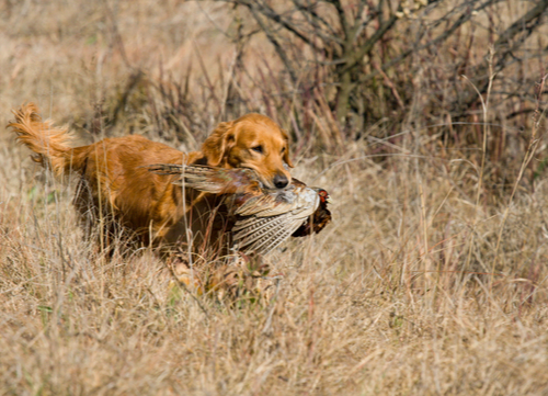 best hunting dogs golden retriever 