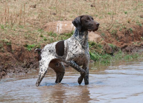 Best hunting dogs German Short-haired Pointer