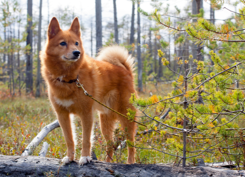 finnish spitz dogs with curly tails