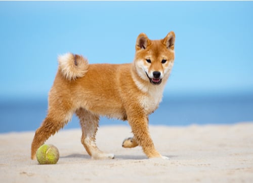 healthiest dog breeds Shiba Inu