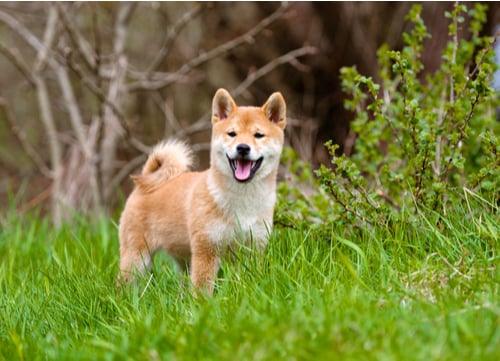 A Shiba Inu in a grassy field