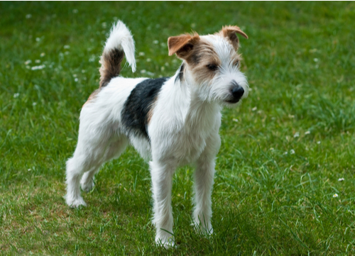 best hunting dogs Jack Russell Terrier