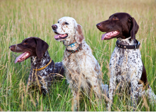 Short Haired Dog Breed Easy to Groom German Short Haired Pointer