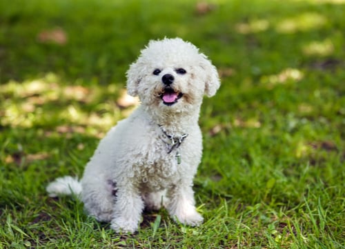 Healthiest dog breeds Bichon Frise