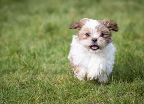 shih tzu puppy running