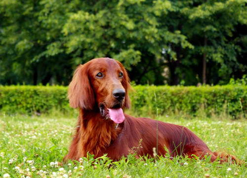 Popular Irish Breeds Irish Setter