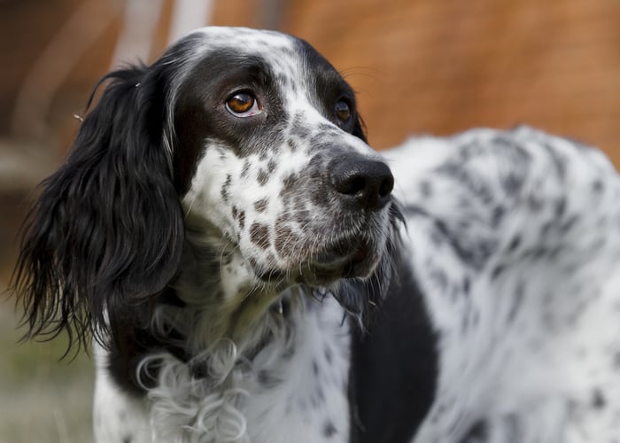 english setter hunting dogs