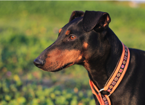 healthiest dog breeds Manchester Terrier