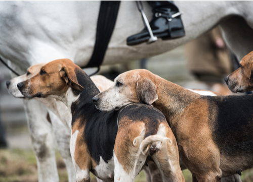 best hunting dogs fox hound