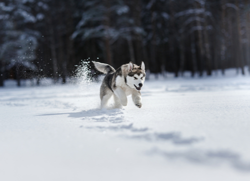 healthiest dog breeds Siberian Husky