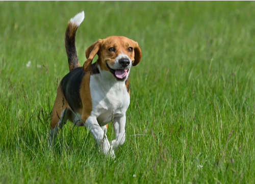 Healthiest dog breeds beagle