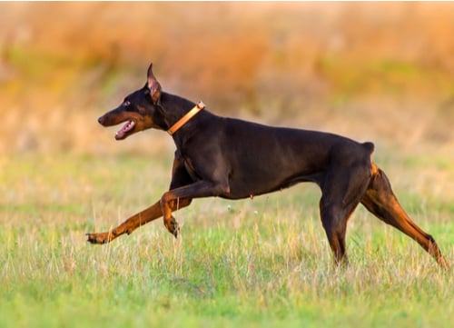 Top K9 Dog Breeds doberman pinscher