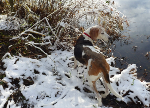 best hunting dogs Treeing Walker Coon Hound