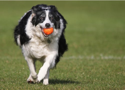 Healthiest dog breeds border collie