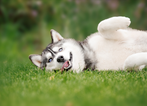 siberian husky laying in grass