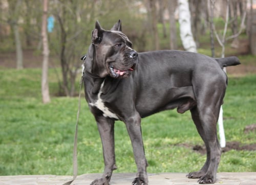 Italian dog breeds Cane Corso - 3rd strongest bite force