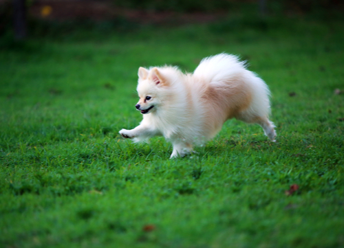 healthiest dog breeds Pomeranian