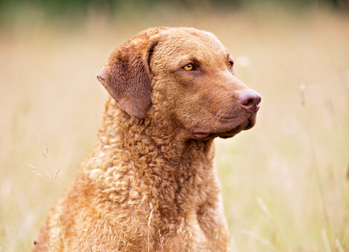 best hunting dogs Chesapeake Bay Retriever