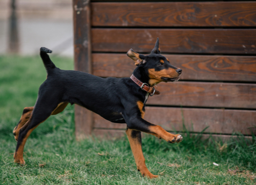 Hungarian dog breeds Transylvanian Hound