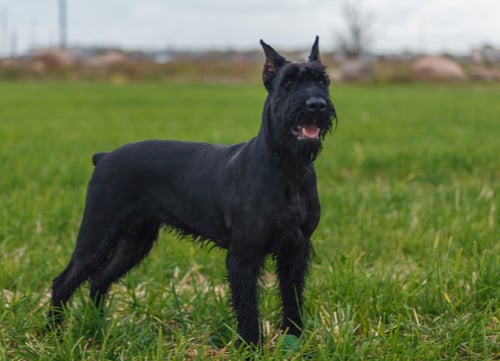 Top K9 Dog Breeds Giant schnauzer