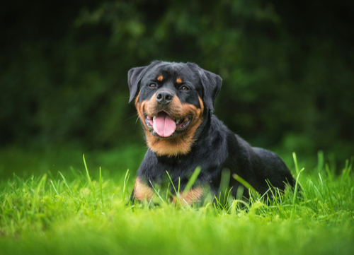 rottweiler sitting dangerous dog breeds