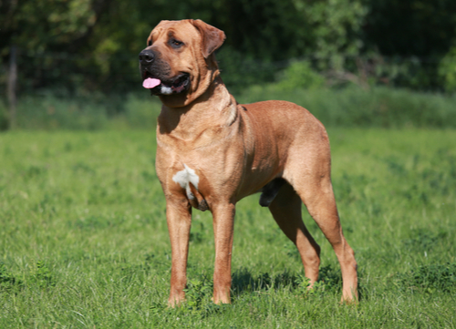 tosa inu in grass korean dog breeds