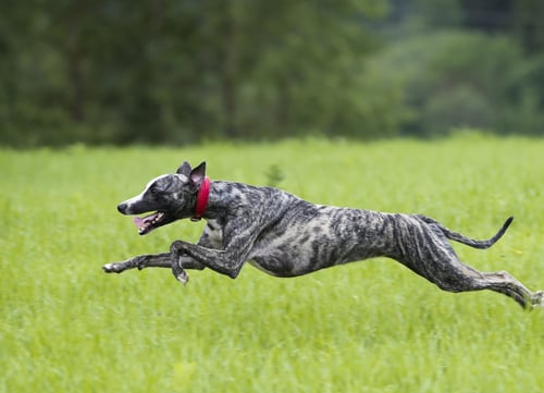 greyhound healthiest small and medium dog breeds