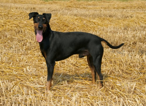 manchester terrier healthiest small and medium dog breeds