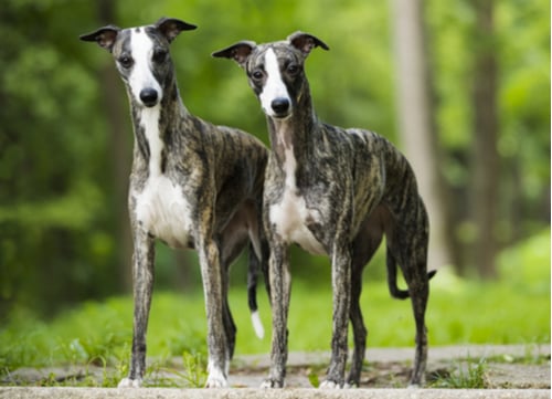 whippets standing and staring