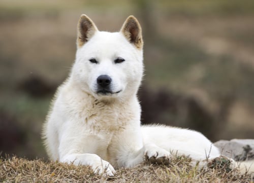 jindo dog korean dog breeds