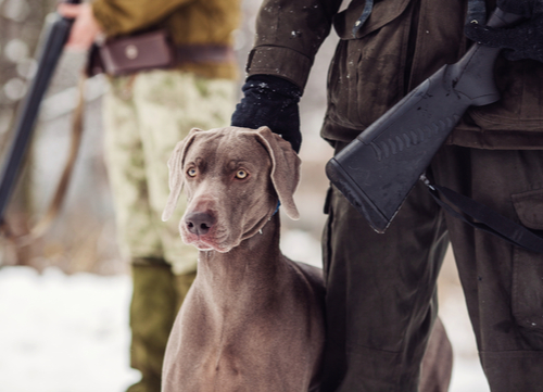 best hunting dogs Weimaraner