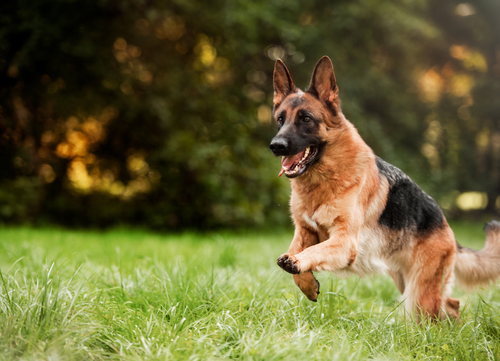 german shepherd playing dangerous dog breeds