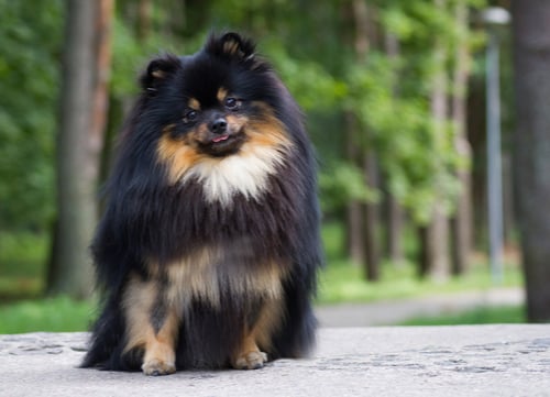 pomeranian healthiest small and medium dog breeds