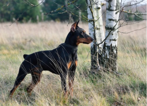 german pinscher healthiest small and medium dog breeds