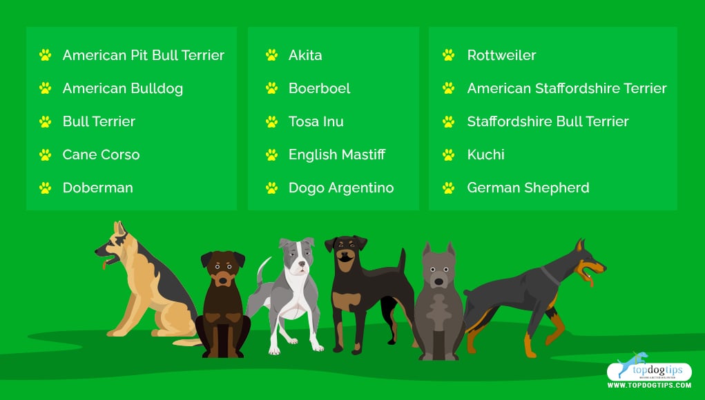 Fighting Dog Breeds 