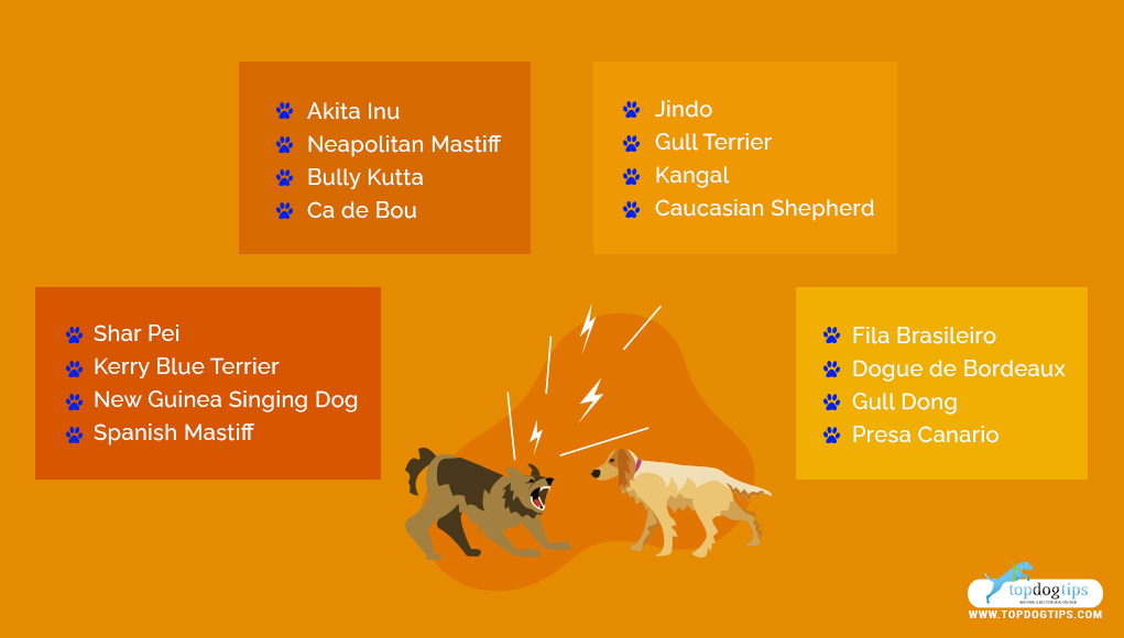 Fighting Dog Breeds 