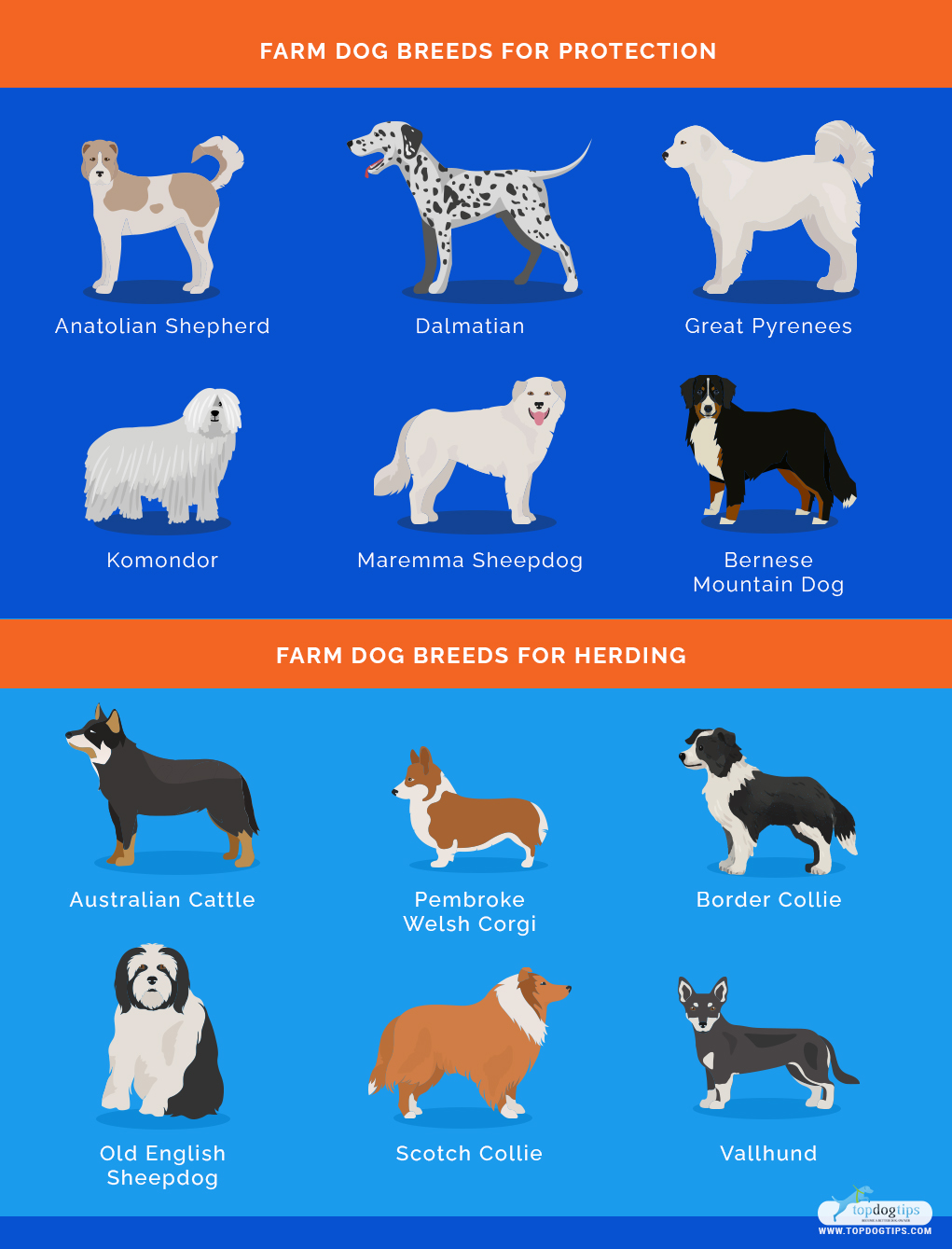 Farm Dog Breeds 