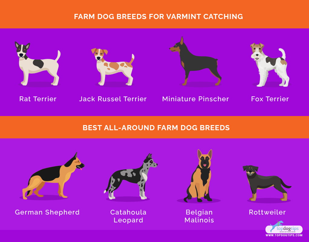 Farm Dog Breeds 