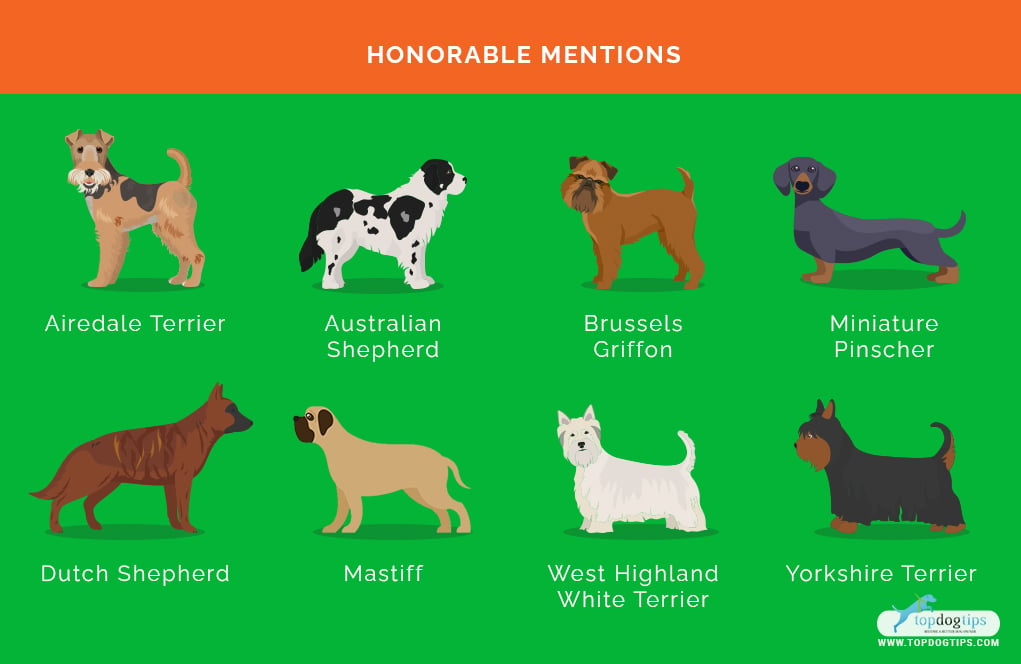 Farm Dog Breeds 