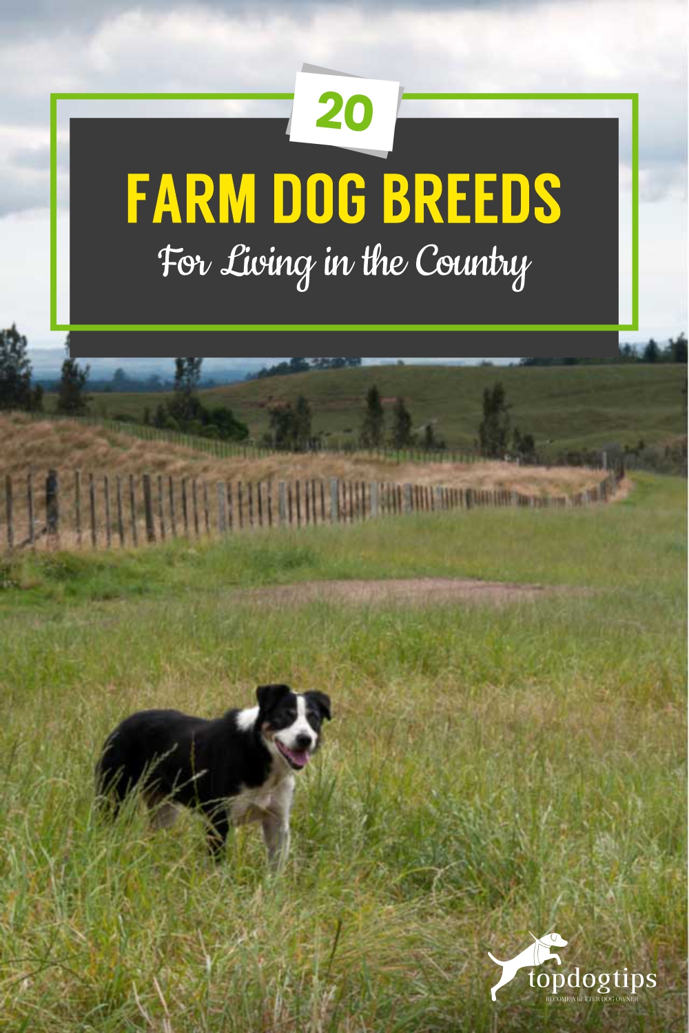 20 Farm Dog Breeds for Living in the Country