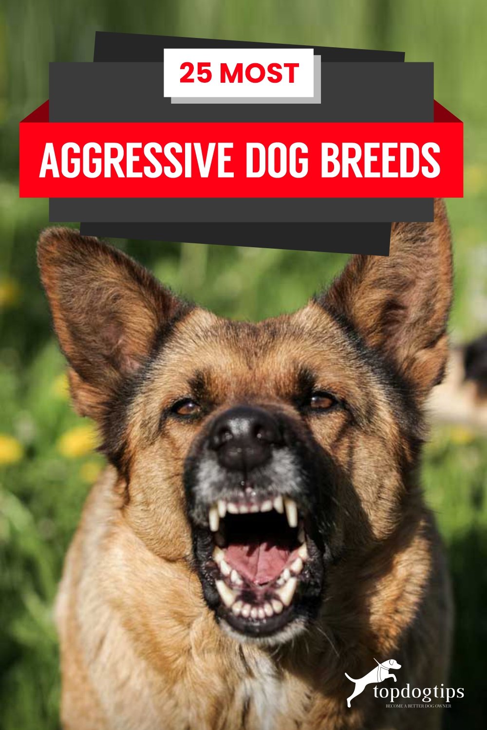 20 Most Aggressive Dog Breeds