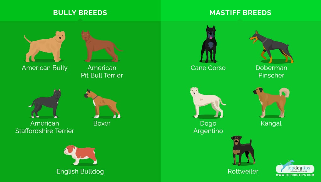 Most Muscular Dog Breeds 