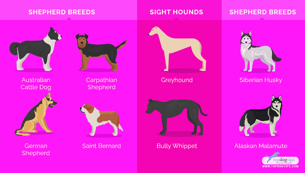 Most Muscular Dog Breeds 