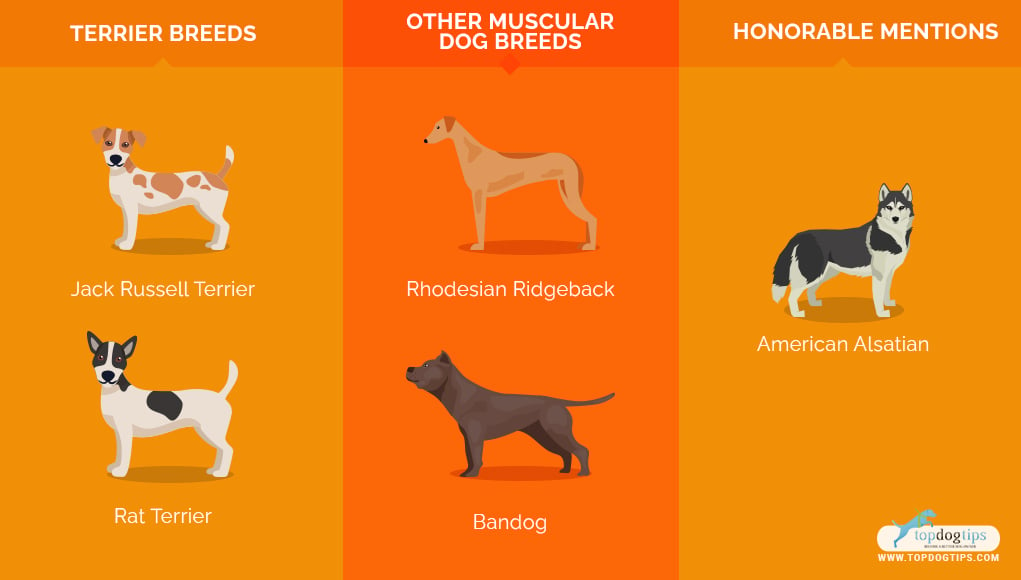 Most Muscular Dog Breeds 