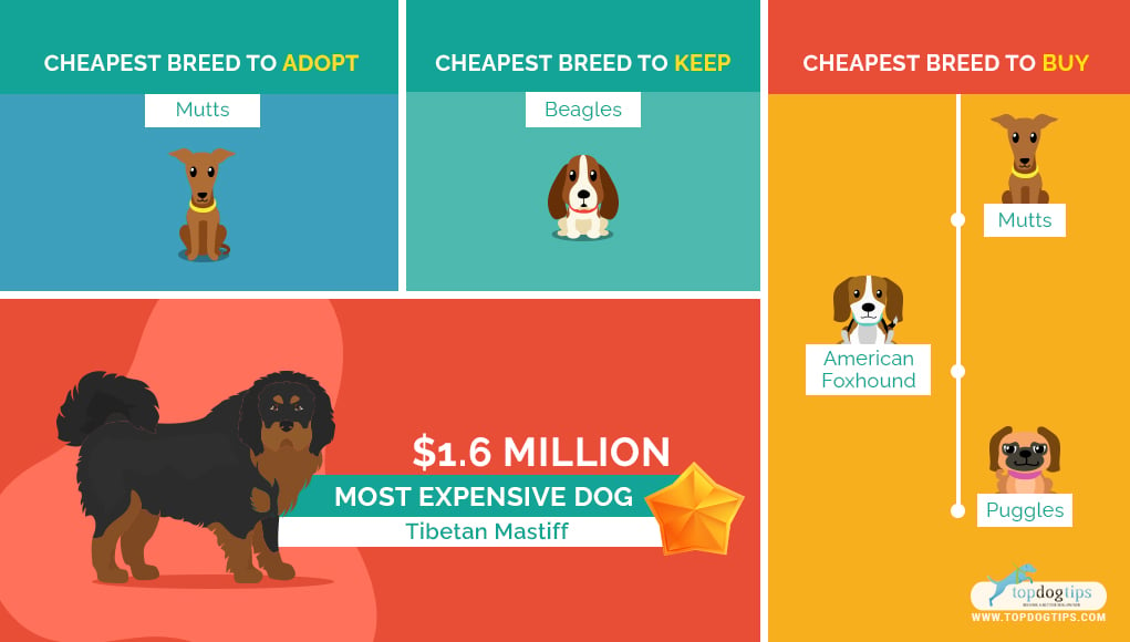 Affordable Dog Breeds 